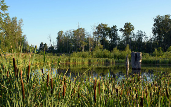 Newton Town Centre Detention Pond – Surrey, BC 2016